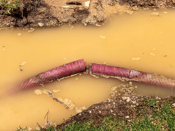 Best Flood damage cleanup  in Lake Sarasota, FL